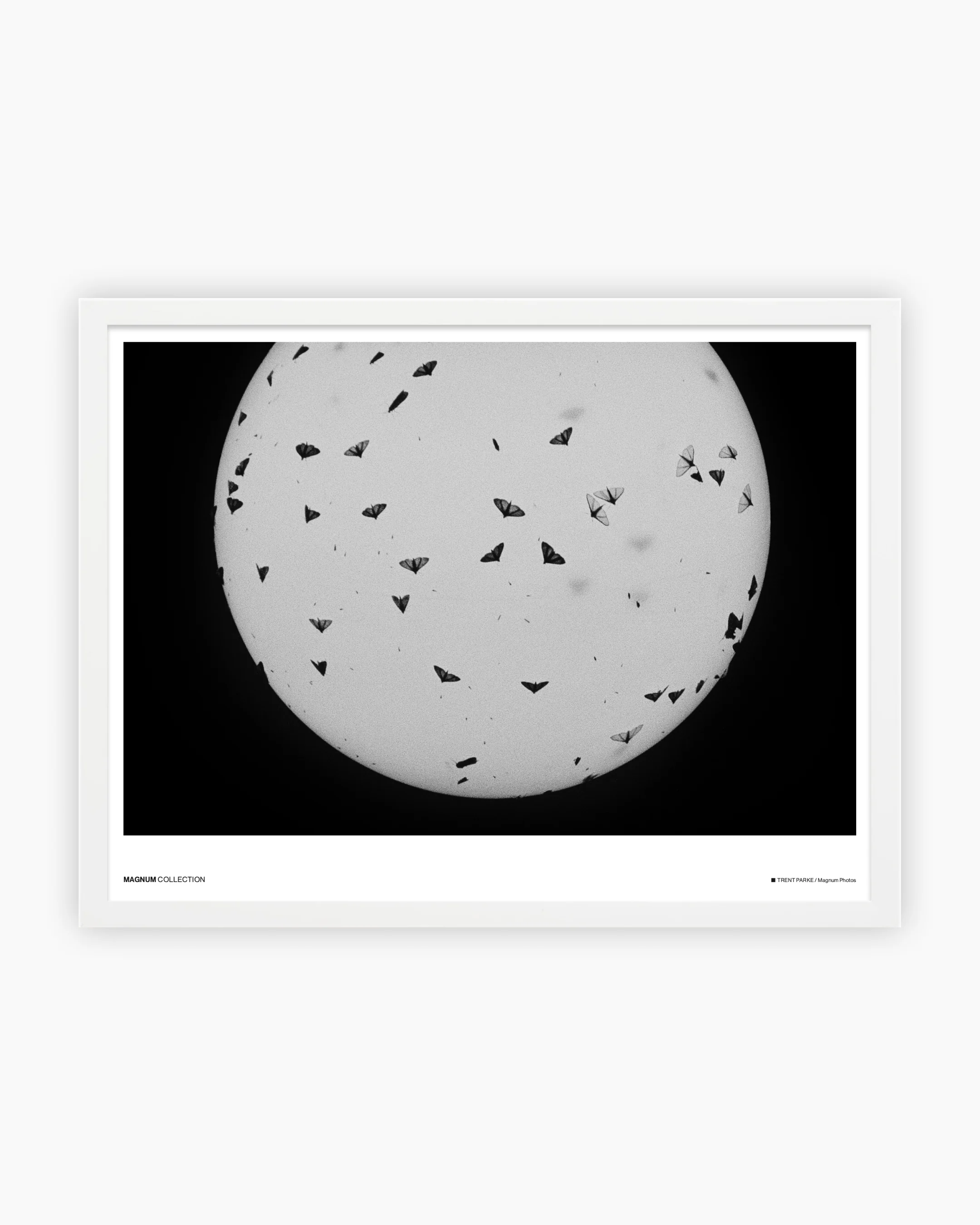 Magnum Poster: Coolum, Queensland, Australia, 2003 - Image 3