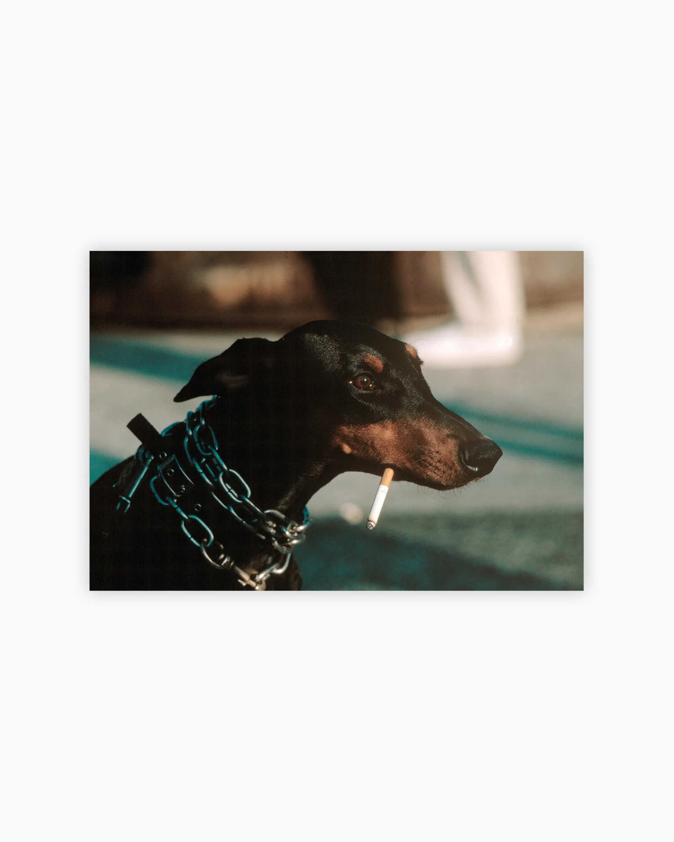 Fine Print: A dog smokes a cigarette in Washington Square Park. New York City, 1983
