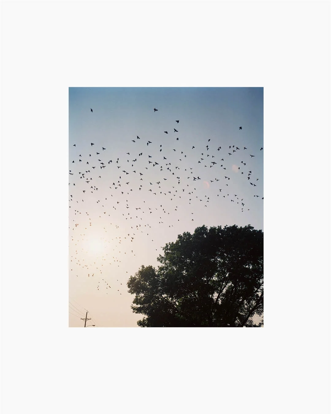 Fine Print: Starlings. Omaha, Nebraska, USA, 2005-2018