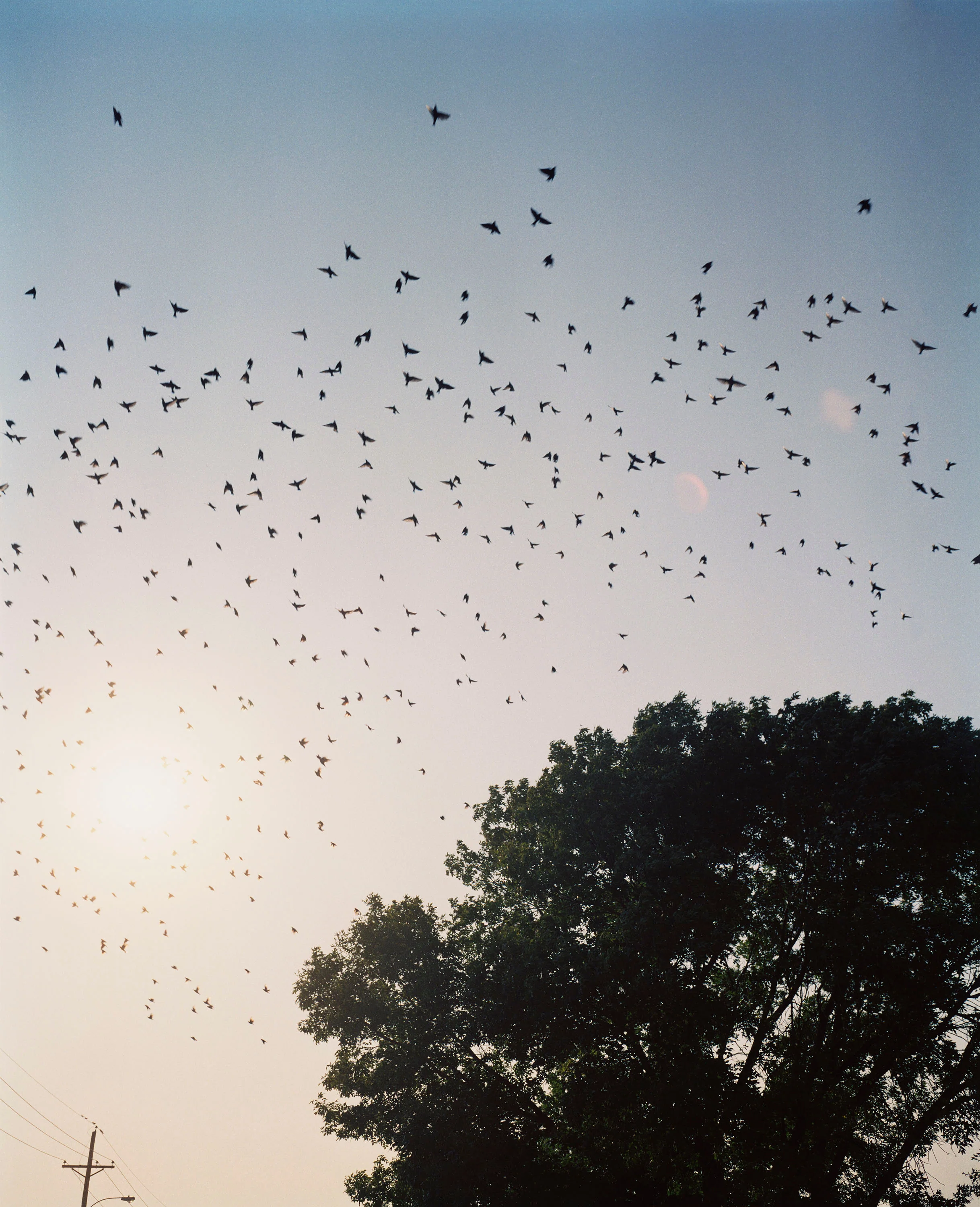 Fine Print: Starlings. Omaha, Nebraska, USA, 2005-2018 - Image 2