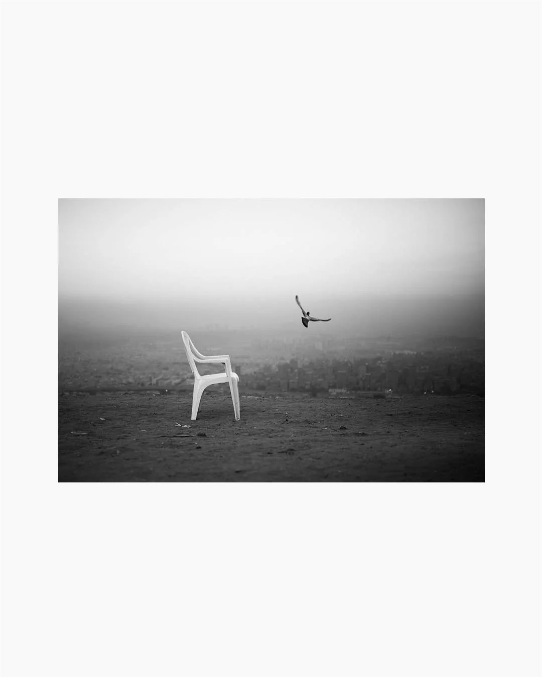 Fine Print: Flying bird over the view of Cairo sky from El Mokattam hills. Cairo, Egypt, 2019