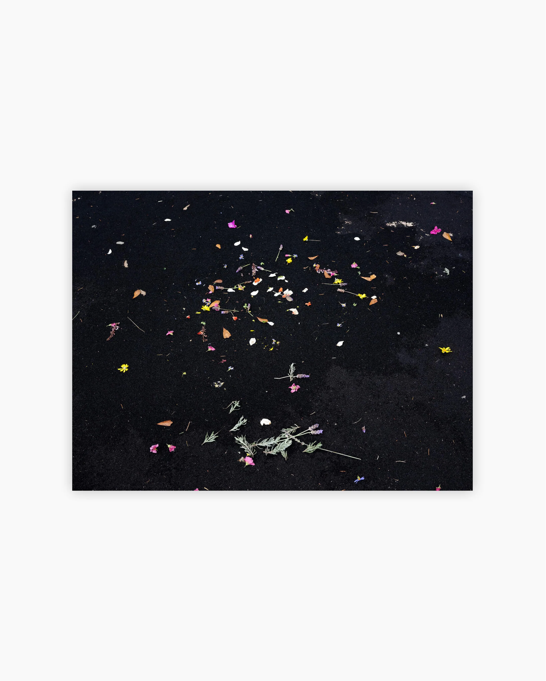Fine Print: Scattered flowers. Johannesburg, South Africa, 2020
