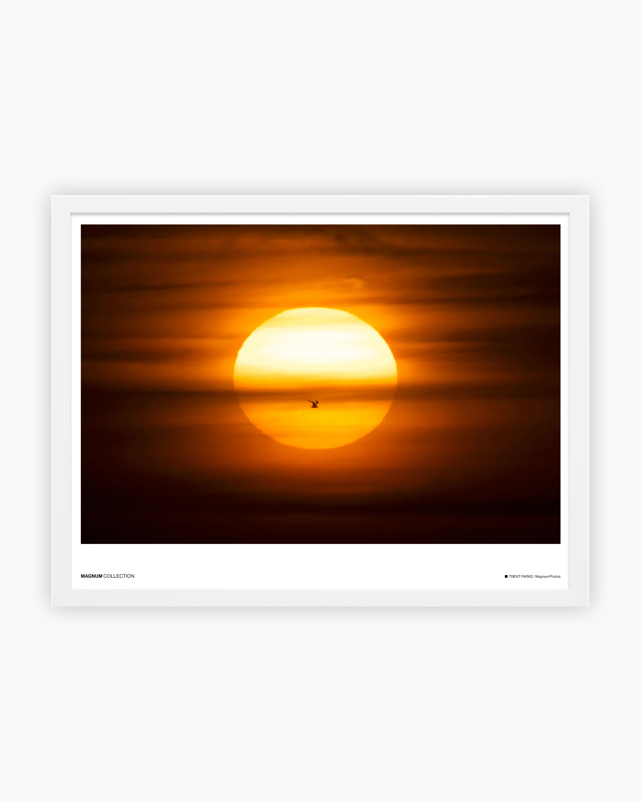 Magnum Poster: Adelaide, South Australia, 2024 - Image 3