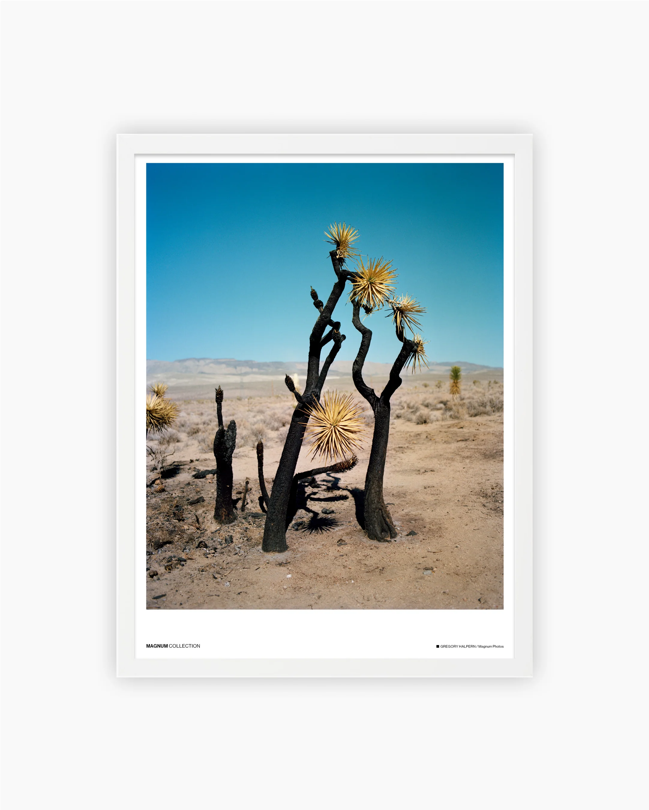 Magnum Poster: Los Angeles, USA 2008-2015 - Image 3