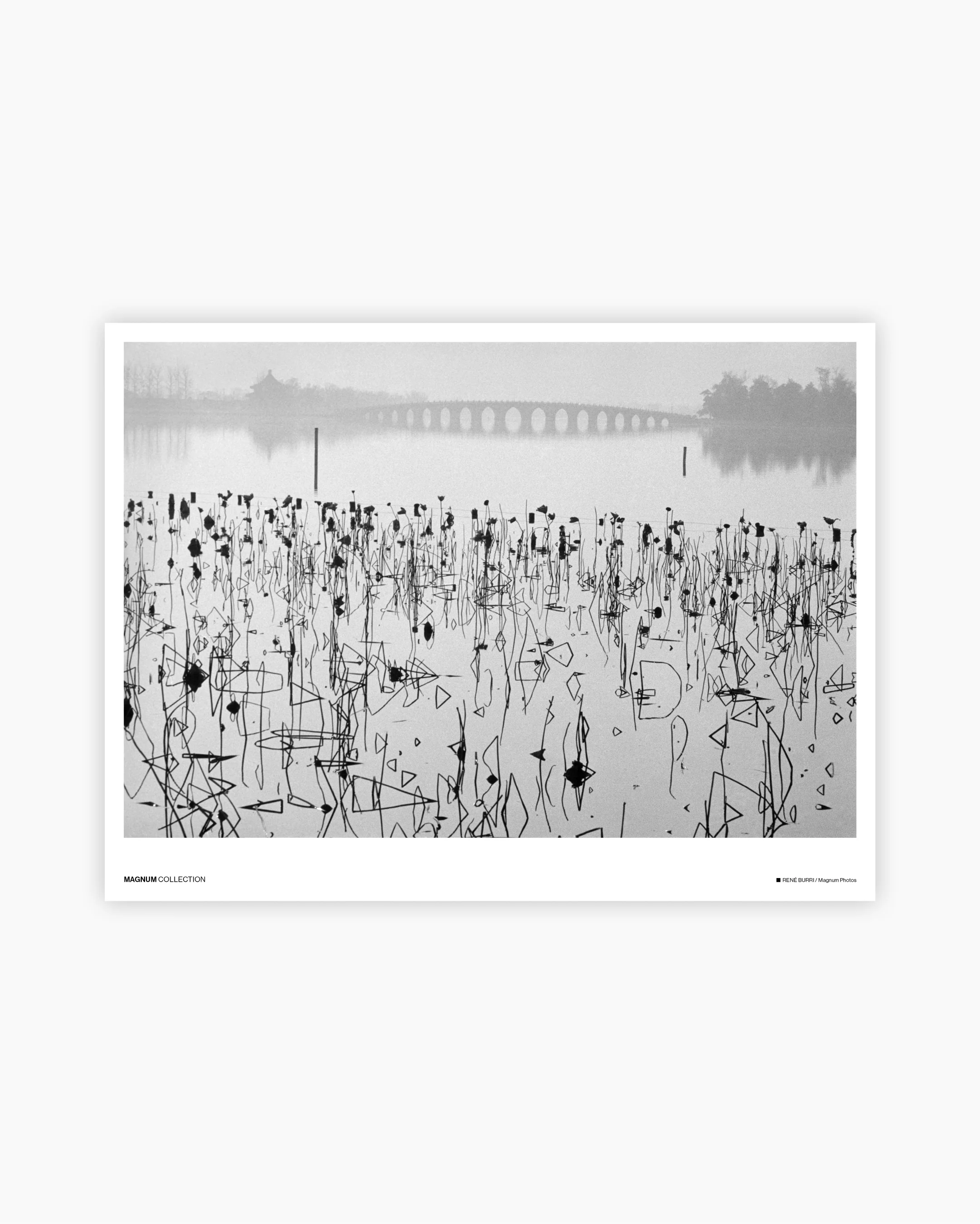 Magnum Poster: Lotus plants, Beijing, 1964