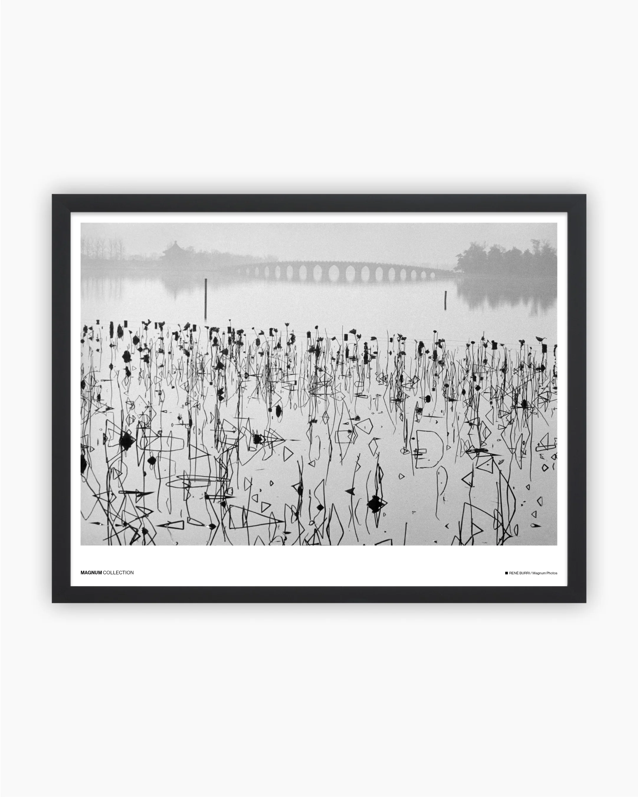 Magnum Poster: Lotus plants, Beijing, 1964 - Image 2