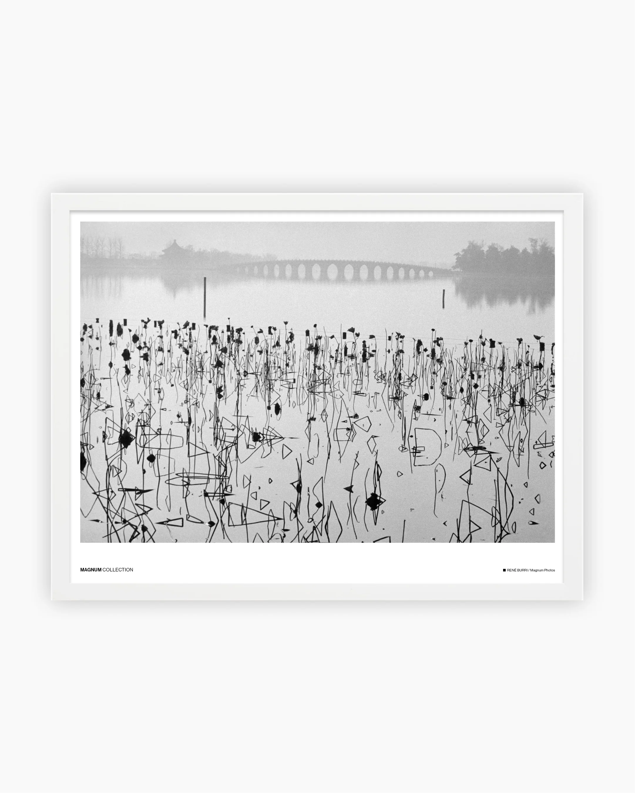 Magnum Poster: Lotus plants, Beijing, 1964 - Image 3