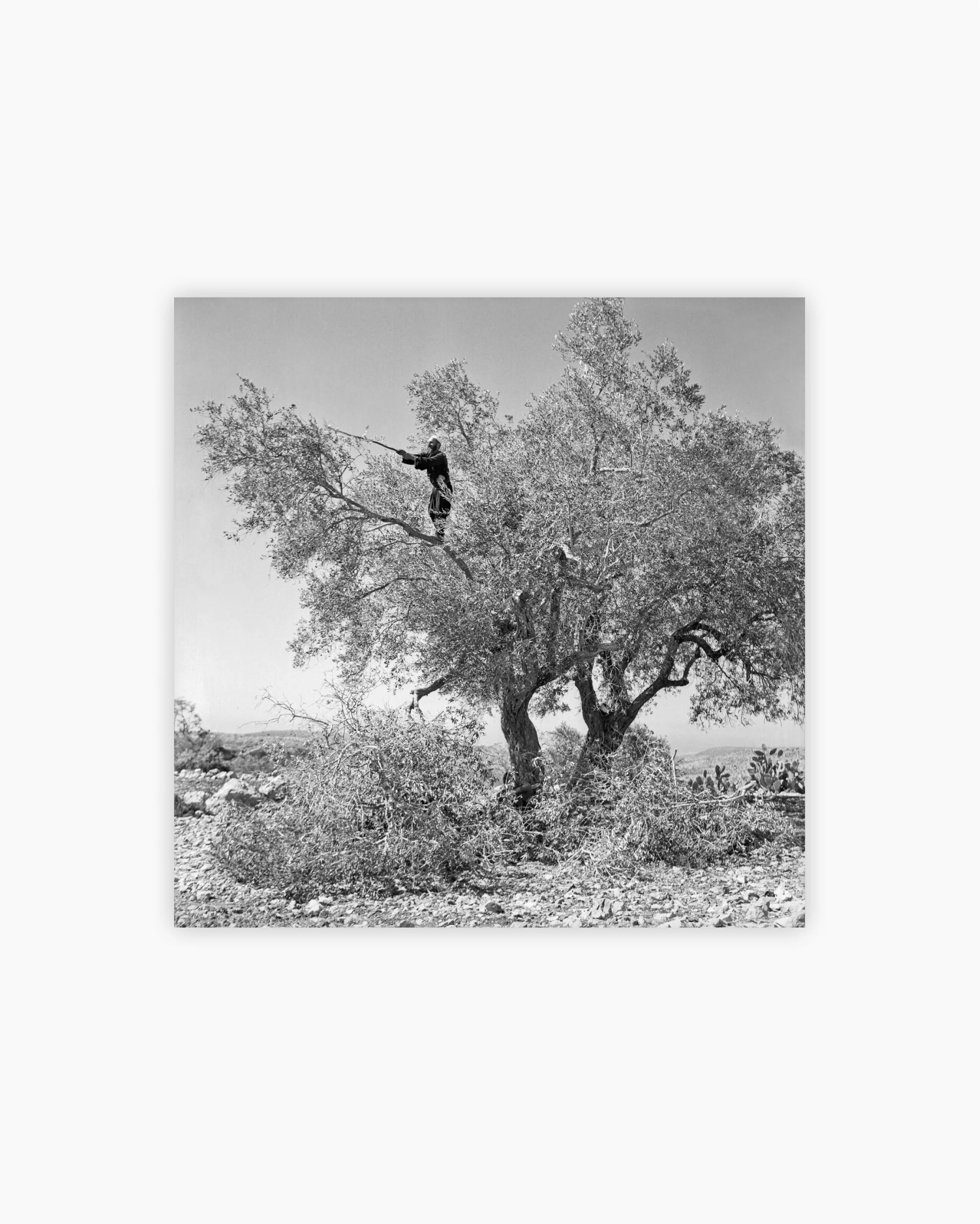 Fine Print: Olive harvest, Kisra, 1958