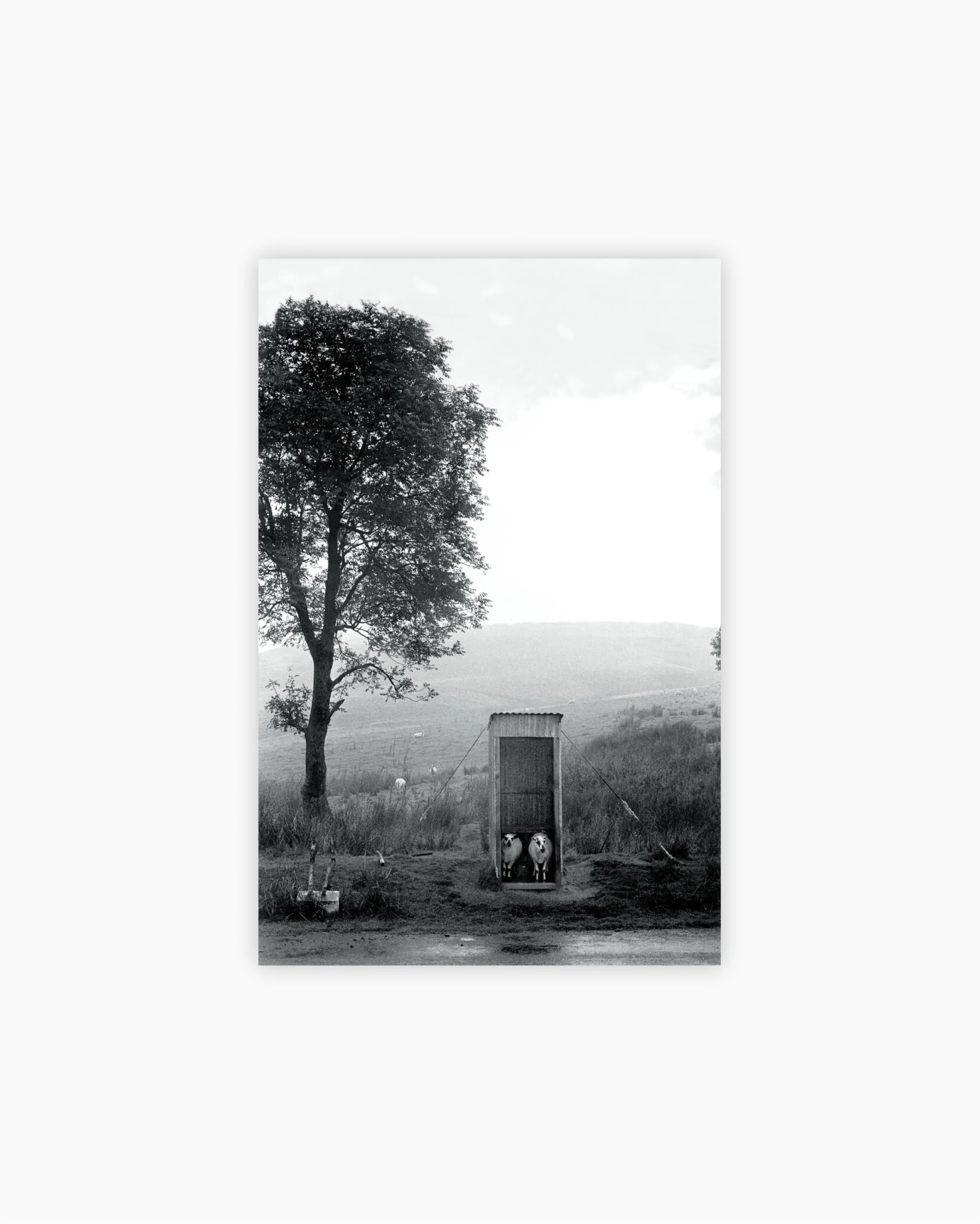 Fine Print: Sheep shelter from the rain, Mynydd Epynt, Wales, 1973